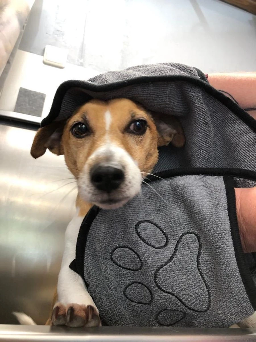 N4dogs – Hondenhanddoek – Honden Handdoek – Microvezel Handdoek – Handdoek Hond – Droogdoek Hond – Dierendeken – Sterk Absorberend – Handdoek Met Zakken – Grijs – 66 X 23 Cm 3 N4dogs – Hondenhanddoek – Honden Handdoek – Microvezel Handdoek – Handdoek Hond – Droogdoek Hond – Dierendeken – Sterk Absorberend – Handdoek Met Zakken – Grijs – 66 X 23 Cm