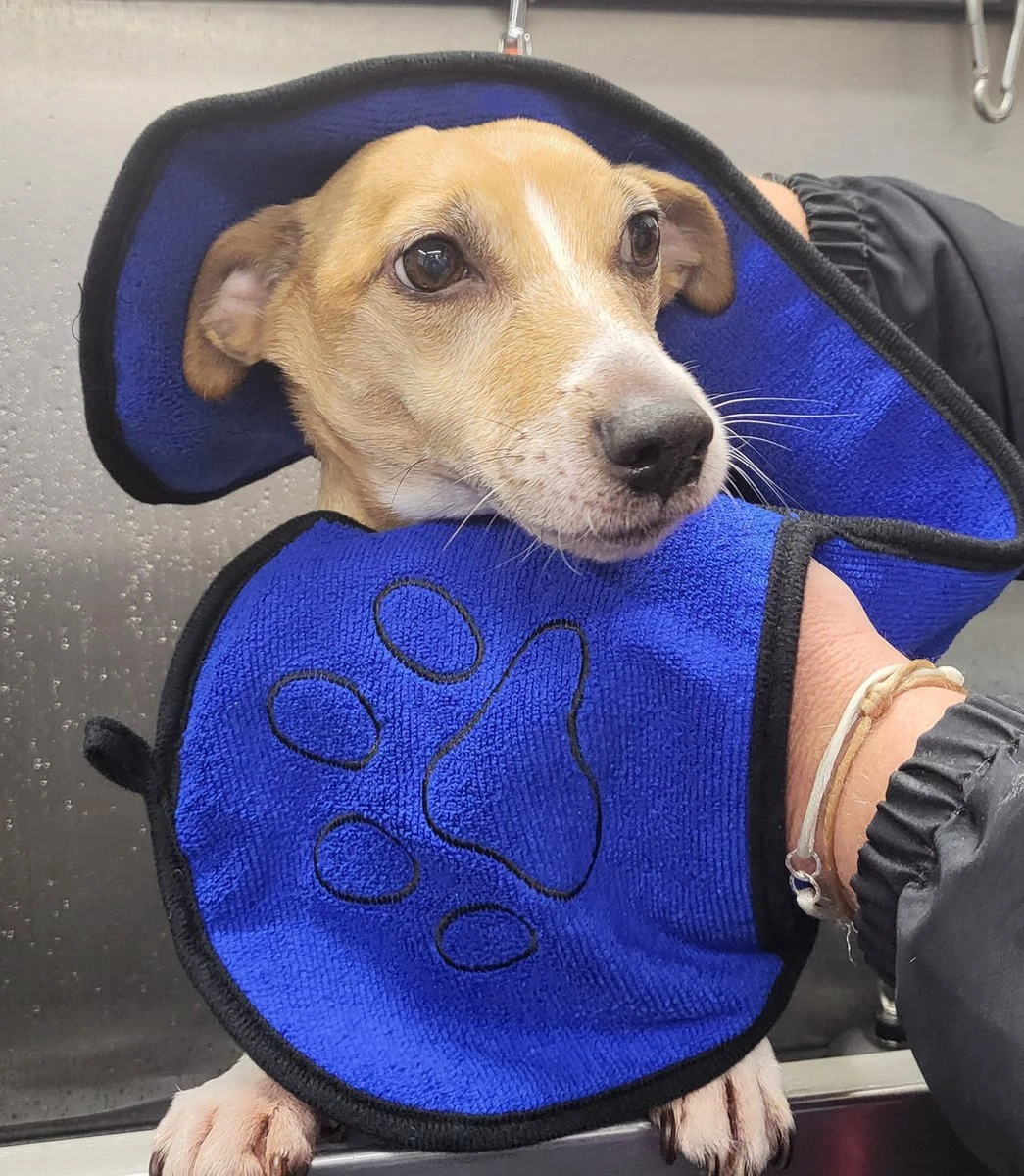 N4dogs – Hondenhanddoek Microvezel – Handdoek Hond – Droogdoek – Sterk Absorberend – Handdoek Met Zakken – 66×23 Cm – Honden Deken 3 N4dogs – Hondenhanddoek Microvezel – Handdoek Hond – Droogdoek – Sterk Absorberend – Handdoek Met Zakken – 66×23 Cm – Honden Deken