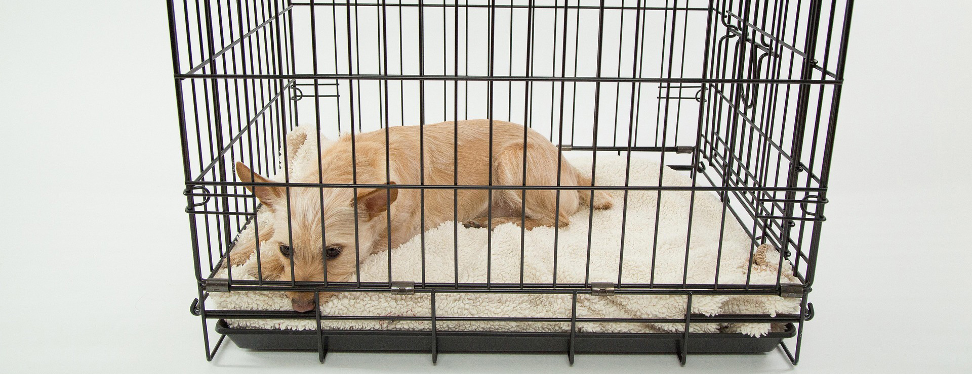 Hondenbenodigdhedenwinkel -Hondenbenodigdhedenwinkel dog 843801 1920