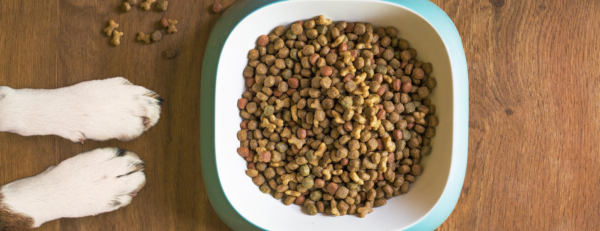 Hondenbenodigdhedenwinkel -Hondenbenodigdhedenwinkel dog food 5168940 1920